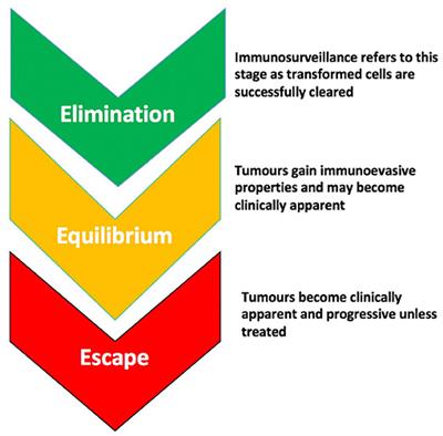 Immune Responses in Bladder Cancer-Role of Immune Cell Populations, Prognostic Factors and Therapeutic Implications